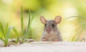 Miris koji ih tjera: Rješenje uz koje se miševi neće vraćati