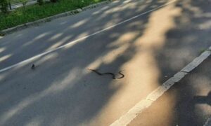 Građani šokirani neprijatnim prizorima! Kroz Banjaluku “paradiraju” pacovi i zmije