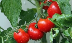 Biljke koje ne treba da sadimo pored paradajza: Sušiće se i mogu da mu donesu bolest