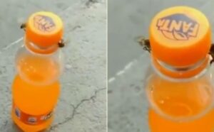 “Mislim da je ovo početak kraja”: Pčele otvorile flašu sa pićem, pa postale hit