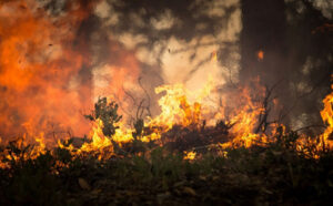 Na gašenju angažovane 43 vatrogasne jedinice: Veliki šumski požar bjesni u okolini Berlina