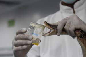“Torlak” šalje BiH serum protiv zmijskog otrova