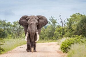 Frka i panika: Slon pobjegao iz cirkusa, pa se opušteno šetao gradom VIDEO