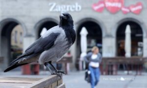 Otkriven uzrok učestalih napada vrana na ljude u Zagrebu