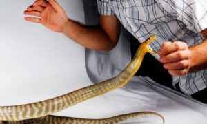 Prevencija ugriza: Kako izbjeći napad zmije i šta ako do njega dođe