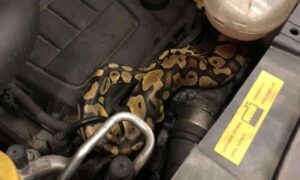 Ispod haube pronašli zmiju: Džinovski piton “uživao” u toplini motora