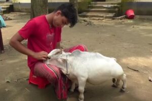 Najmanja krava na svijetu: Životinja postala senzacija na društvenim mrežama VIDEO