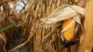 Ima parcela gdje neće biti šta da se ubere: Suša prepolovila rod kukuruza