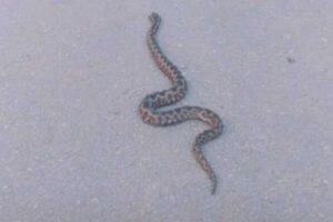 Najezda zmija u Nišu: Treći poskok zatečen u gusto naseljenim dijelovima grada