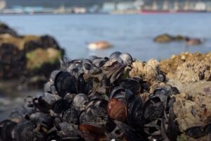 Čudan fenomen na obalama Kanade: Toplotni talas skuvao školjke u moru VIDEO