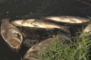 Na pomolu ekološka katastrofa: Uginulo više od pet tona ribe u prnjavorskom “Ribnjaku”