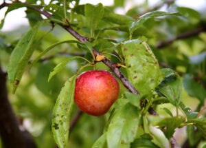 Samo treba da je operete: Zašto jabuke treba da jedete s korom