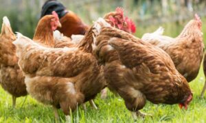 Milionska šteta: Vrućina u Crnoj Gori ubila više od 200 hiljada kokošaka