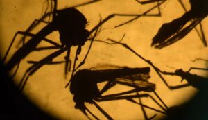 Nevjerovatna klopka za komarce: Nemaju šanse da u njoj prežive, a svako može da je napravi