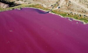 Nevjerovatan prizor: Laguna Korfo u ružičastoj boji VIDEO