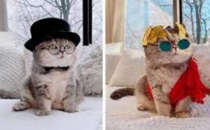 Neodoljivi Benson! Napušteni mačak pronašao novi dom pa postao hit Instagrama FOTO