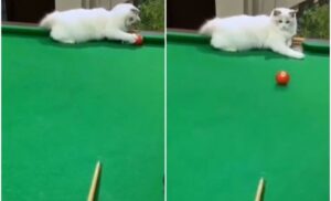 To je taj timski rad: Pogledajte kako su mačka i njen vlasnik zaigrali bilijar VIDEO