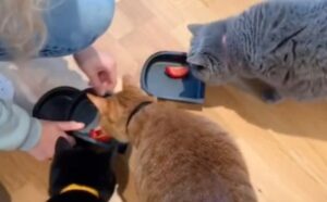 Vlasnica mačkama servirala papriku za ručak – njihova reakcija je hit VIDEO