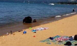 Ležerno kao da je stanje redovno… Mečka povela mladunčad na plažu da se kupaju VIDEO