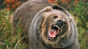 Našao se u smrtnoj opasnosti: Penjač snimio napad medvjeda VIDEO