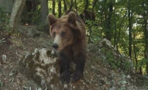 Ove medvjedice obožavaju bombone: Maša i Ljubica atrakcija na Ozrenu VIDEO