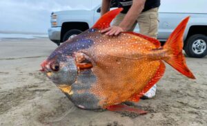 Neobična tropska riba nasukala se na obalu Oregona