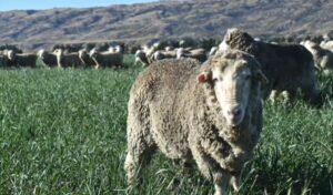 Nema kupaca, a ne može da ih nahrani i napoji: Farmer primoran da ubije svojih tri hiljade ovaca VIDEO