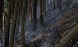 Centar za životnu sredinu kaže da je potrebna pomoć: Pančićeva omorika nestaje u požaru