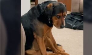 Vlasnica psu dala samo jednu poslasticu – o njegovoj reakciji bruje društvene mreže VIDEO