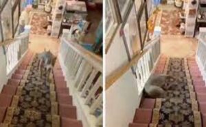 Urnebesni četvoronožac! Pas pokazao kako se zapravo treba spuštati niz stepenice VIDEO