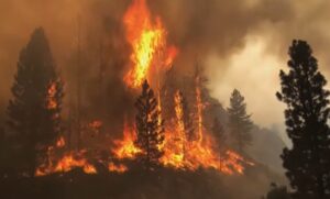 Vatrene stihije bjesne! Širom Amerike bukti 85 požara, povrijeđeno pet vatrogasaca VIDEO
