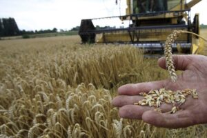 Žetva pšenice se zahuktava: Ratari prizivaju veću otkupnu cijenu pšenice