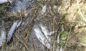 Osumnjičen da je zarazio rijeku i ribnjak: Izlijevao beton pa pobio 13.000 riba