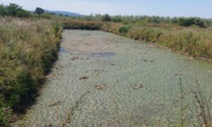Kosićeva o stanju u prnjavorskom “Ribnjaku”: Što hitnije očistiti kanale ribnjaka