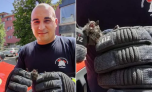 Ne zovu ih samo zbog požara… Prijedorski vatrogasci iznijeli slijepog miša iz stana u centru