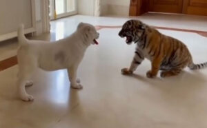 Simpatični dvojac: Susret šteneta i bebe tigra malo je koga ostavio ravnodušnim VIDEO