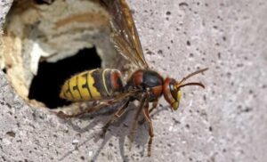 Najezda stršljenova u Doboju: Ženu usmrtio opasni insekt