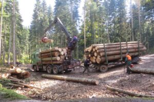 U porastu prodaja šumskih sortimenata: Ino­-kupci u ofanzivi na četinare