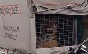 O svim zgodama i nezgodama internet “bruji”: Prevozili tigra na trajektu u Hrvatskoj