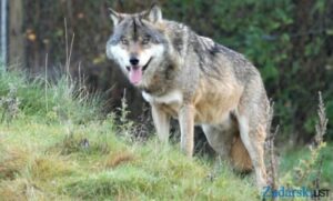 Nesvakidašnji heroj među pastirima: Golim rukama udavio vuka, pa ispričao šta se tačno desilo