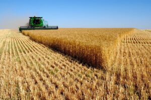 Žetva u punom jeku: Ratari u Srpskoj zadovoljni prinosom i cijenom pšenice