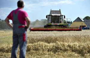 Žetva pšenice završena na 95 odsto površina