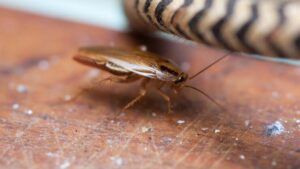 Mirisi koji privlače neželjene goste: Evo kako da se riješite žohara