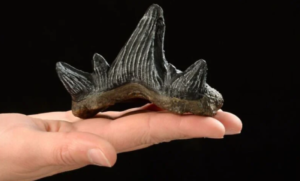 Otkriće istraživanja: Zubi ajkule ukazuju na klimatsku krizu prije 325 miliona godina