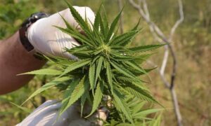 Akcija policije: U Bileći otkrivena plantaža marihuane, privedena jedna osoba