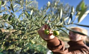 Unosan biznis: Hercegovački krš pogoduje mediteranskoj kulturi – “niču” maslinjaci