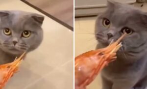 Vlasnica mački dala da onjuši škampe, njena reakcija iznenadila mnoge VIDEO
