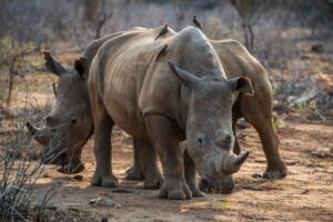 Dnevno im treba 70 kilograma zelenila: Uganda spasava ugroženu vrstu nosoroga od izumiranja
