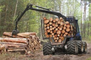 Odluka Vlade Srbije: Privremeno zabranjen izvoz drveta