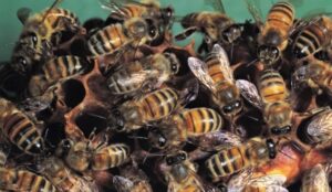 Izboden na smrt: Muškarac preminuo od uboda roja pčela